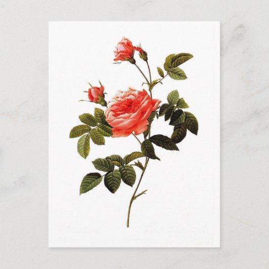 Rosa intermis postkarte (Vorderseite)