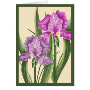 Rosa Iris