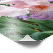 Rosa Iris 10"x8" Foto drucken (Ecke)
