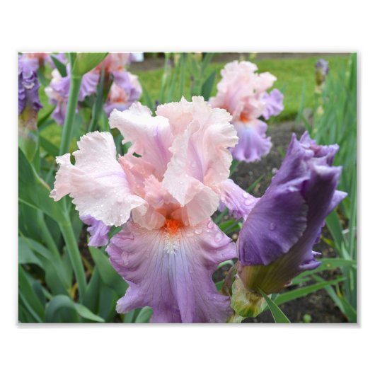 Rosa Iris 10"x8" Foto drucken (Vorne)