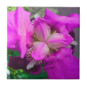 Rosa Iris Blume Tile Fliese (Vorderseite)