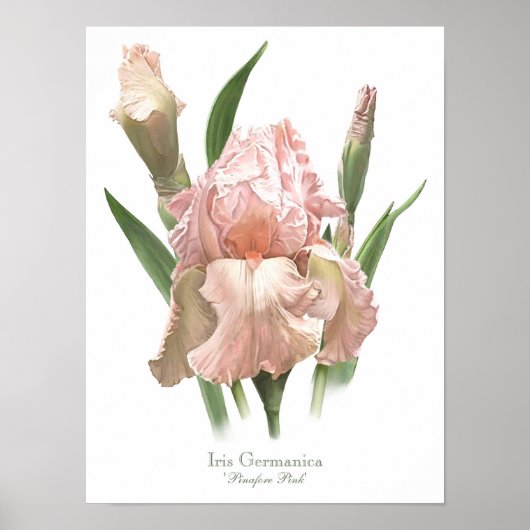 Rosa Iris Original Kunst Druck Poster (Vorne)