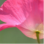 Rosa Island-Mohnblumen-Blume Fotoskulptur Magnet<br><div class="desc">Rosa Island-Mohnblumen-Blume</div>