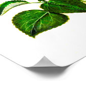 Rosa italienische Hibiskus-Blume, Vintag Poster (Ecke)