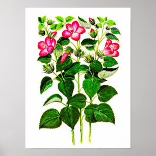 Rosa italienische Hibiskusblüten, Vintage-Druck Poster