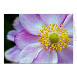 Rosa "Japanische Anemone"