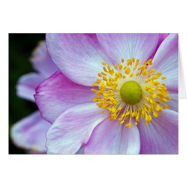 Rosa "Japanische Anemone" (Vorderseite (Horizontal))