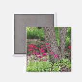 Rosa Japanische Primrose Magnet (Vorderseite/Rückseite)