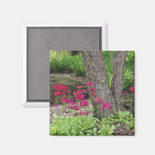 Rosa Japanische Primrose Magnet (Vorderseite/Rückseite)