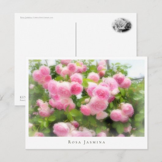Rosa Jasmina Postkarte (Vorne/Hinten)