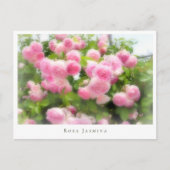 Rosa Jasmina Postkarte (Vorderseite)