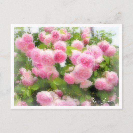 Rosa Jasmina Postkarte (Vorderseite)
