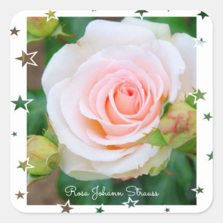 Rosa Johann Strauss [Square Seal] Quadratischer Aufkleber