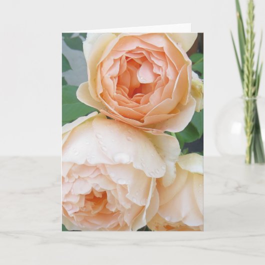 Rosa 'Jude the Obscure' blank card Karte (Vorderseite)