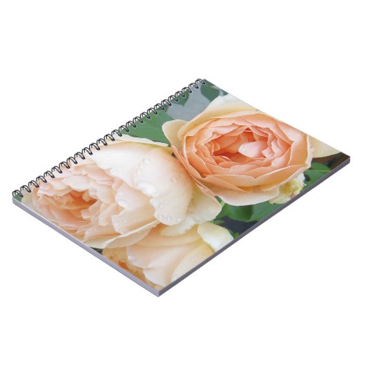 Rosa 'Jude the Obscure' Notizblock (Linke Seite)