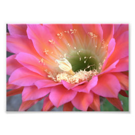 Rosa Kakteen-Blume in der Wüste Fotodruck