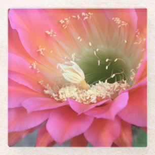 Rosa Kakteen-Blume in der Wüste Glasuntersetzer