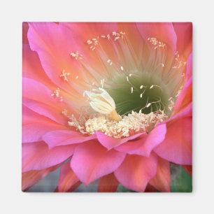 Rosa Kakteen-Blume in der Wüste Magnet