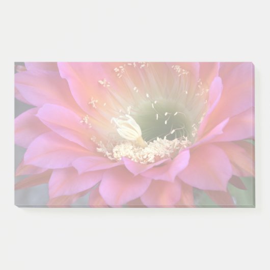 Rosa Kakteen-Blume in der Wüste Post-it Klebezettel (Vorderseite)