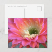 Rosa Kakteen-Blume in der Wüste Postkarte (Vorne/Hinten)