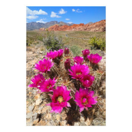 Rosa Kakteen-Blume in Red Rock Canyon, NV Fotodruck
