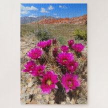 Rosa Kakteen-Blume in Red Rock Canyon, NV