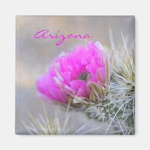 Rosa Kakteen Blüte, Arizona Magnet