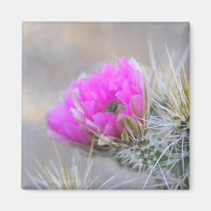 rosa Kakteen Magnet
