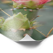 Rosa Kaktus Blume beginnt zu blühen Fotodruck (Ecke)