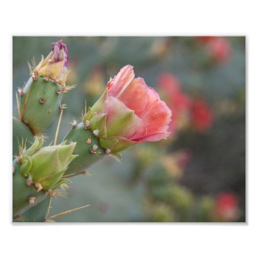 Rosa Kaktus Blume beginnt zu blühen Fotodruck (Vorne)