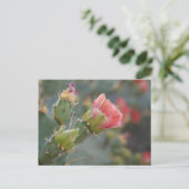 Rosa Kaktus Blume beginnt zu blühen Postkarte (Stehend Vorderseite)