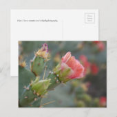 Rosa Kaktus Blume beginnt zu blühen Postkarte (Vorne/Hinten)
