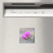 Rosa Kaktusblüte Magnet (In Situ (Geschirrspüler))