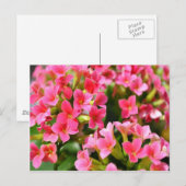 Rosa Kalanchos Postkarte (Vorne/Hinten)