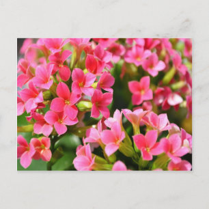 Rosa Kalanchos Postkarte