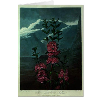 Rosa Kalmia