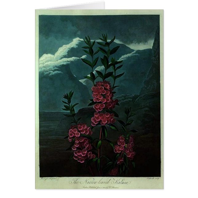 Rosa Kalmia (Vorne)
