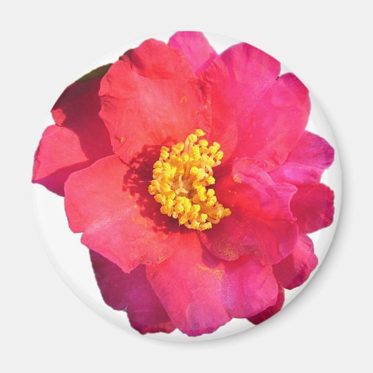 Rosa Kamelie-Blume Magnet (Vorne)