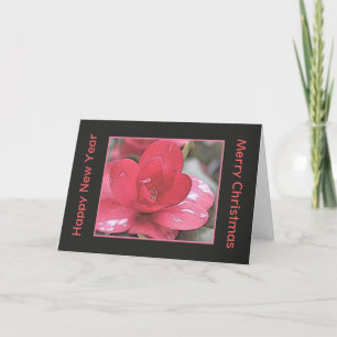 Rosa Kamelie Blumen Weihnachten und Neujahr