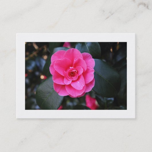 Rosa Kamelie (grenzt an) Visitenkarte (Vorderseite)