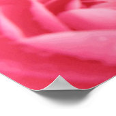 Rosa Kamelie Poster (Ecke)