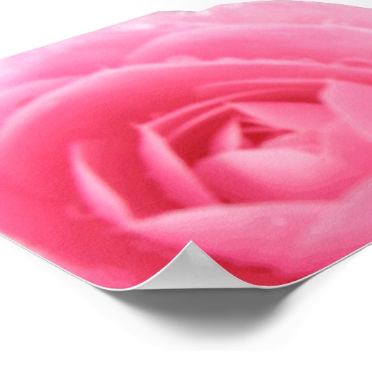 Rosa Kamelie Poster (Ecke)