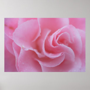 Rosa Kamelie Poster