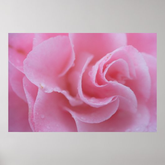 Rosa Kamelie Poster (Vorne)