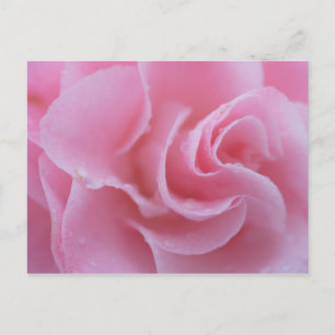 Rosa Kamelie Postkarte