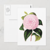 Rosa Kamelie Postkarte (Vorne/Hinten)