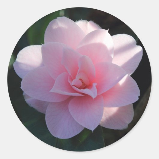 Rosa Kamelie Runder Aufkleber (Vorderseite)