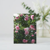 Rosa Kamelien: Tokio, Japan Postkarte (Stehend Vorderseite)