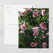 Rosa Kamelien: Tokio, Japan Postkarte (Vorne/Hinten)
