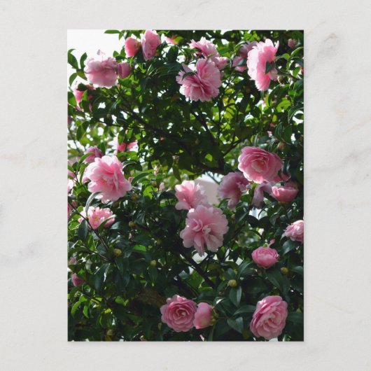 Rosa Kamelien: Tokio, Japan Postkarte (Vorderseite)